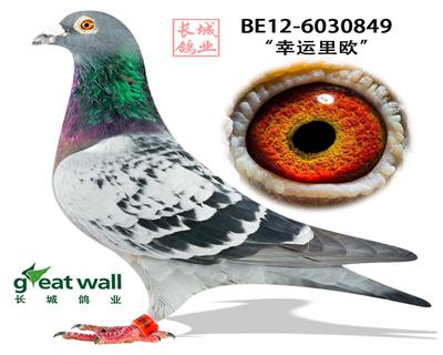 北京长城鸽业种鸽图片图片
