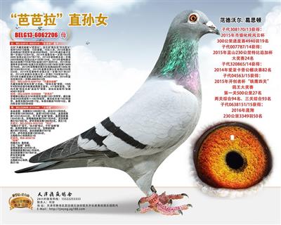 天津稳赢信鸽文化 - 中信网铭鸽展厅 www.ag188.com