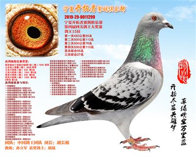 西安胡战鸽业展品列表 - 中信网铭鸽展厅