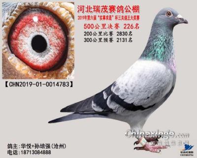 河北瑞茂公棚决赛226名