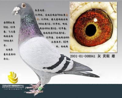 桑杰士血系昕锐041家族