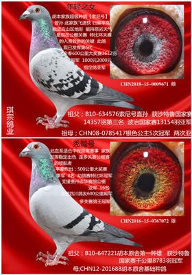 爱鸽商城- 铭鸽展厅- 鸽友信鸽引种的首选之地-中国信鸽信息网