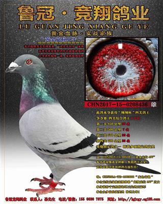 超级多关实战血系"黄金克拉克"家族 高辈分重量级种鸽作出超级种赛鸽