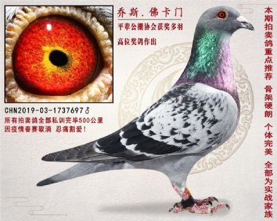 乔斯佛卡门原舍直子