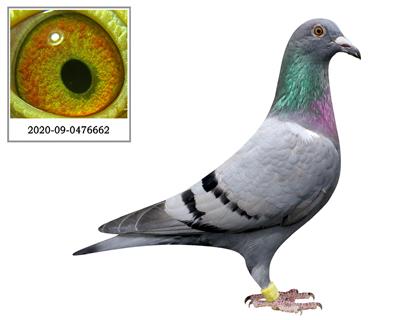 欢迎光临 上海雨林鸽舍