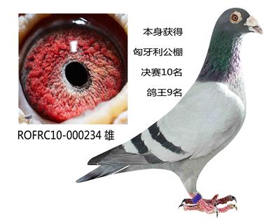 com爱鸽商城_中国信鸽信息网