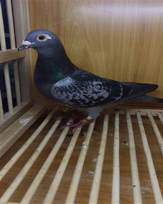 胡本原舍4700直子"里可弗洛"