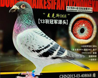 冬日男孩919高代黄金组合