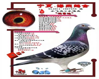 宁夏海燕鸽舍 - 中信网铭鸽展厅 www.ag188.com