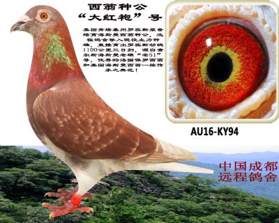 美国海斯曼西翁"大红袍"号种雄