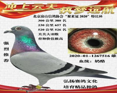 北京聚来冠2020年特比环