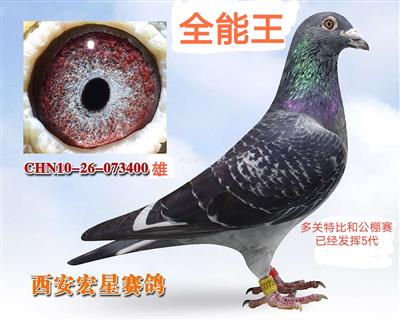 太谷25名-西安飞机城宏星赛鸽-中信网爱鸽商城