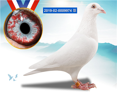 鲁道克拉森野迪2813