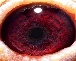 藏:点击收藏环 号:2017-27-0856184性 别:雌目 录:白鸽经典系列人 气