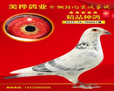 爱鸽商城- 铭鸽展厅- 鸽友信鸽引种的首选之地-中国信鸽信息网