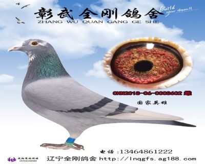 超悦红轮 - 辽宁全刚鸽舍