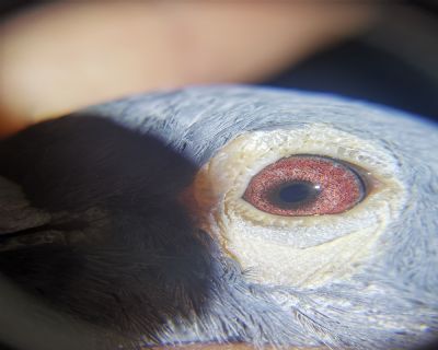 李鸟鸽子眼睛图片图片