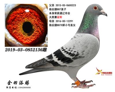 金羽添赐展品列表 - 中信网铭鸽展厅