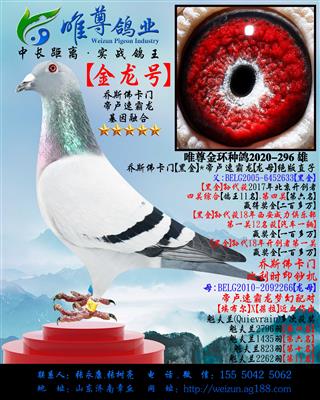 【金龙号】乔斯佛卡门"黄金配对"直孙