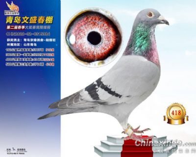 金龙羽桑杰士_青岛京缘鸽舍_ag188.com爱鸽商城_中国信鸽信息网