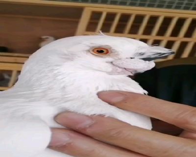 欢迎光临老北京观赏鸽