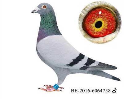 威利.丹尼斯(willy daniels