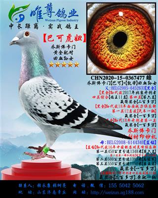 【巴可虎妞】乔斯佛卡门"黄金配对"直孙女