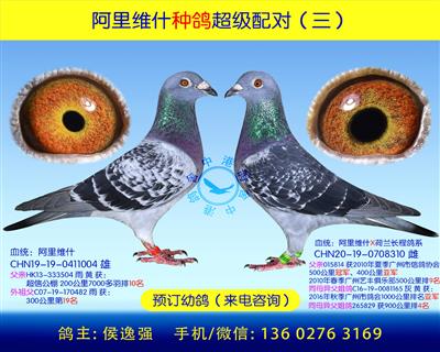 阿里维什种鸽超级配对(三)