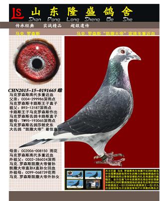 马克.罗森斯_隆盛鸽舍_ ag188.com爱鸽商城_中国信鸽信息网