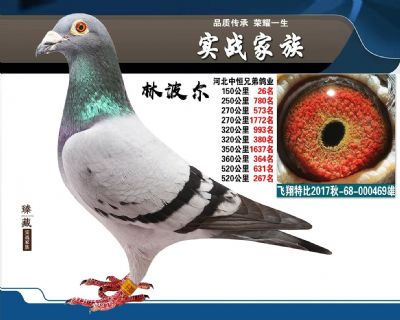03-最快的林波儿 飞行超过3000公里