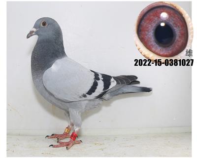 詹森公主号直孙公主直子搭奇迹32孙女7