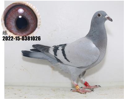 詹森公主号直孙公主直子搭奇迹32孙女6