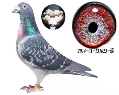 利奥.贺尔曼斯  奥林匹克003家族直孙