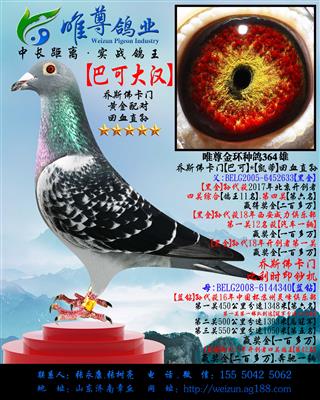 【巴可大汉】乔斯佛卡门"黄金配对"直孙