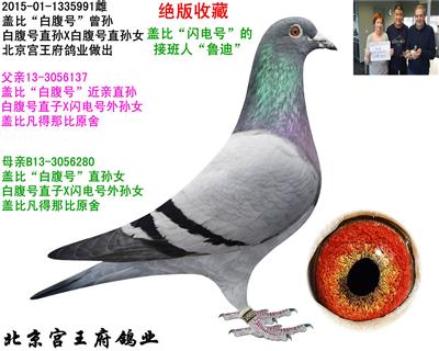 特留种鸽 盖比鲁迪直孙 - 北京宫王府鸽业