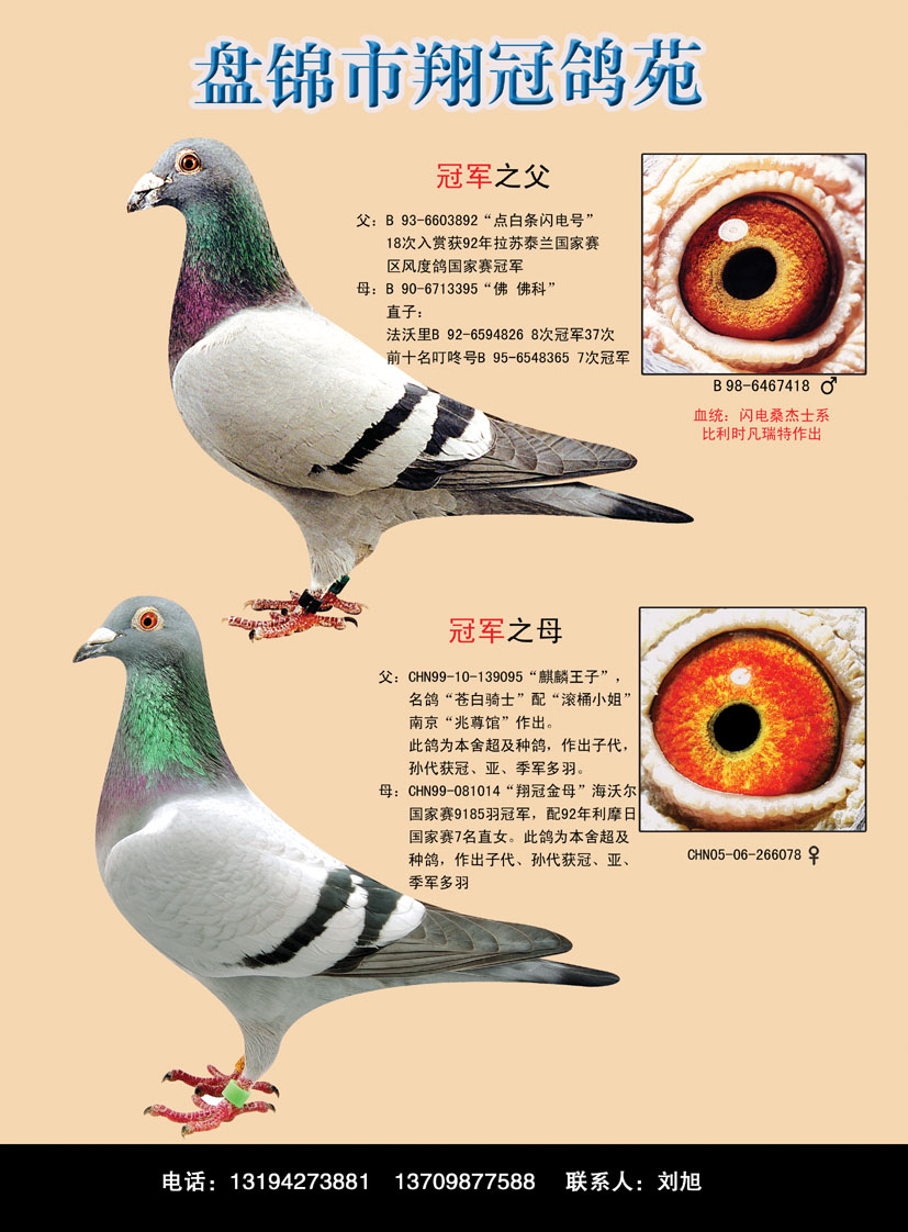 翔冠鸽苑 - 中信网铭鸽展厅 www.ag188.com