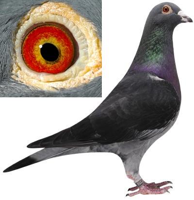 乔斯佛卡门大铭鸽"巴可"