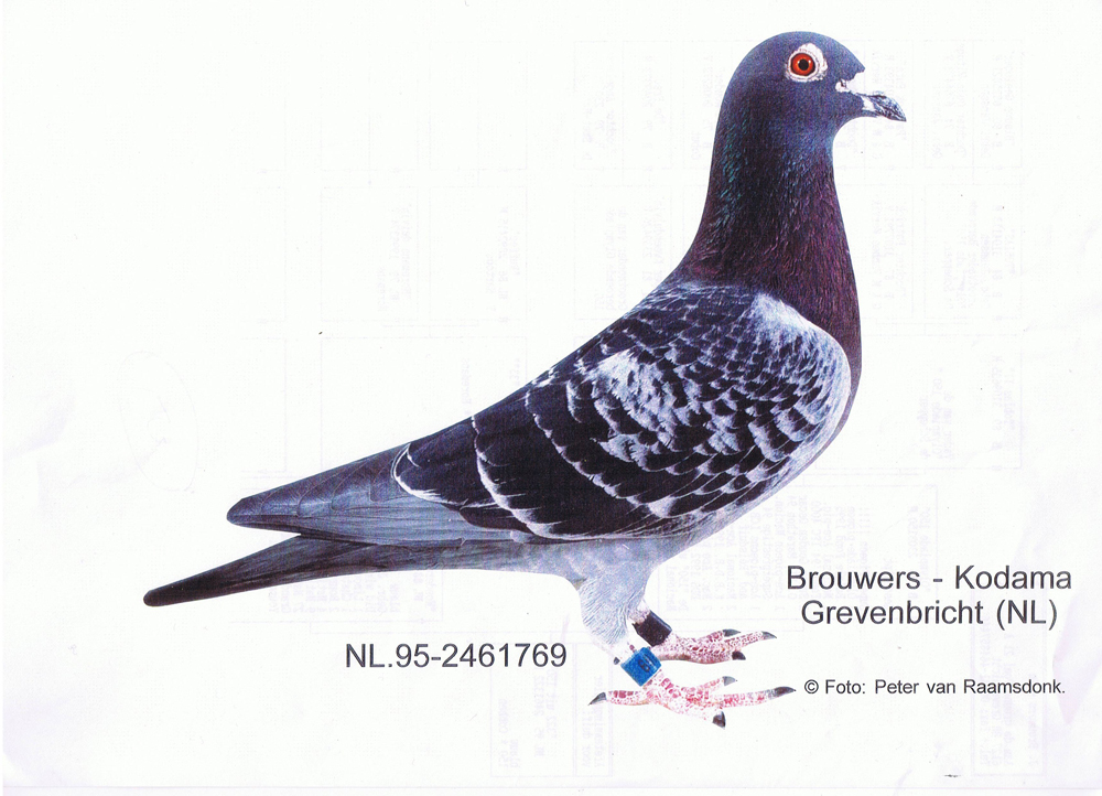 王者之王是布劳尔名鸽