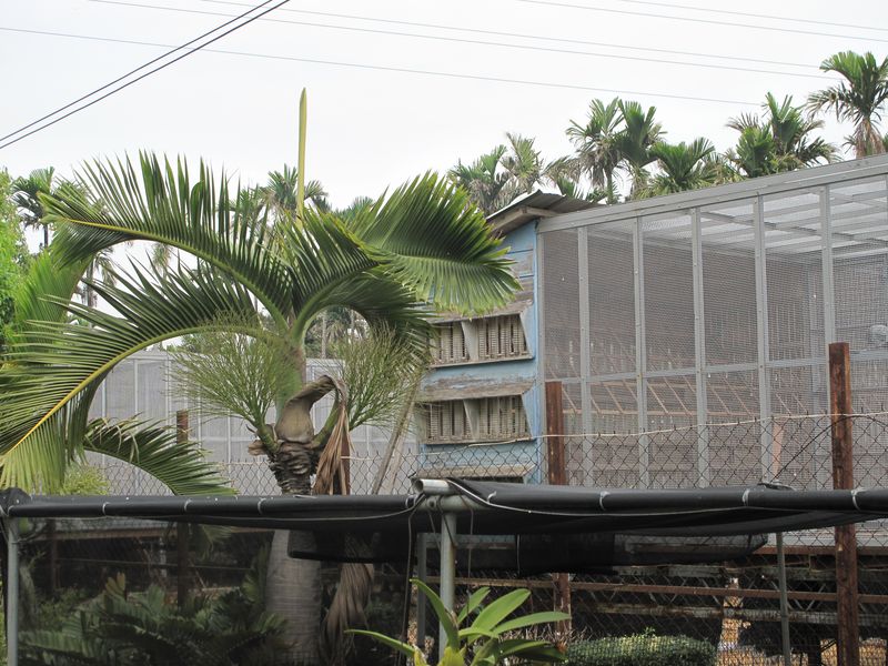 台湾黄肆炯桑杰士