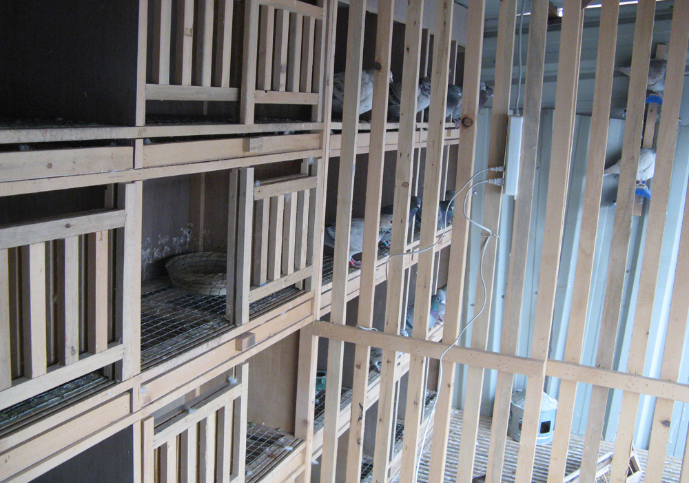 我的种鸽舍内部巢箱