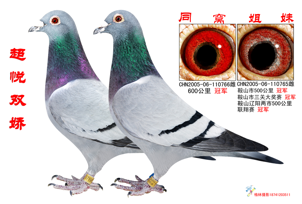 超悦鸽舍 - 中信网铭鸽展厅 www.ag188.com