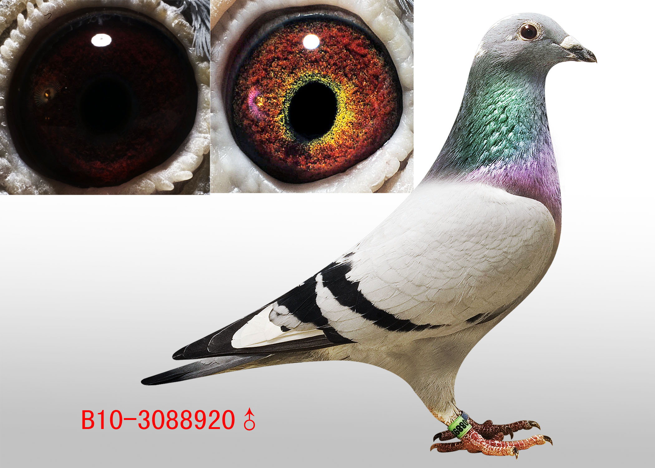 天府5000 - 中信网铭鸽展厅 www.ag188.com