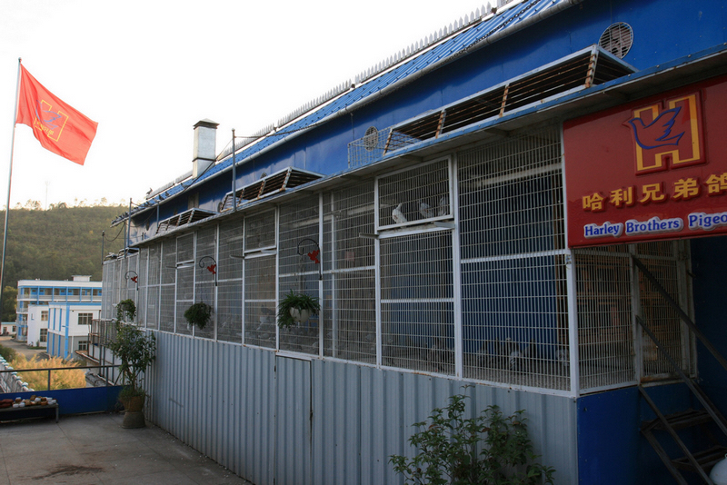 2010年新建鸽舍