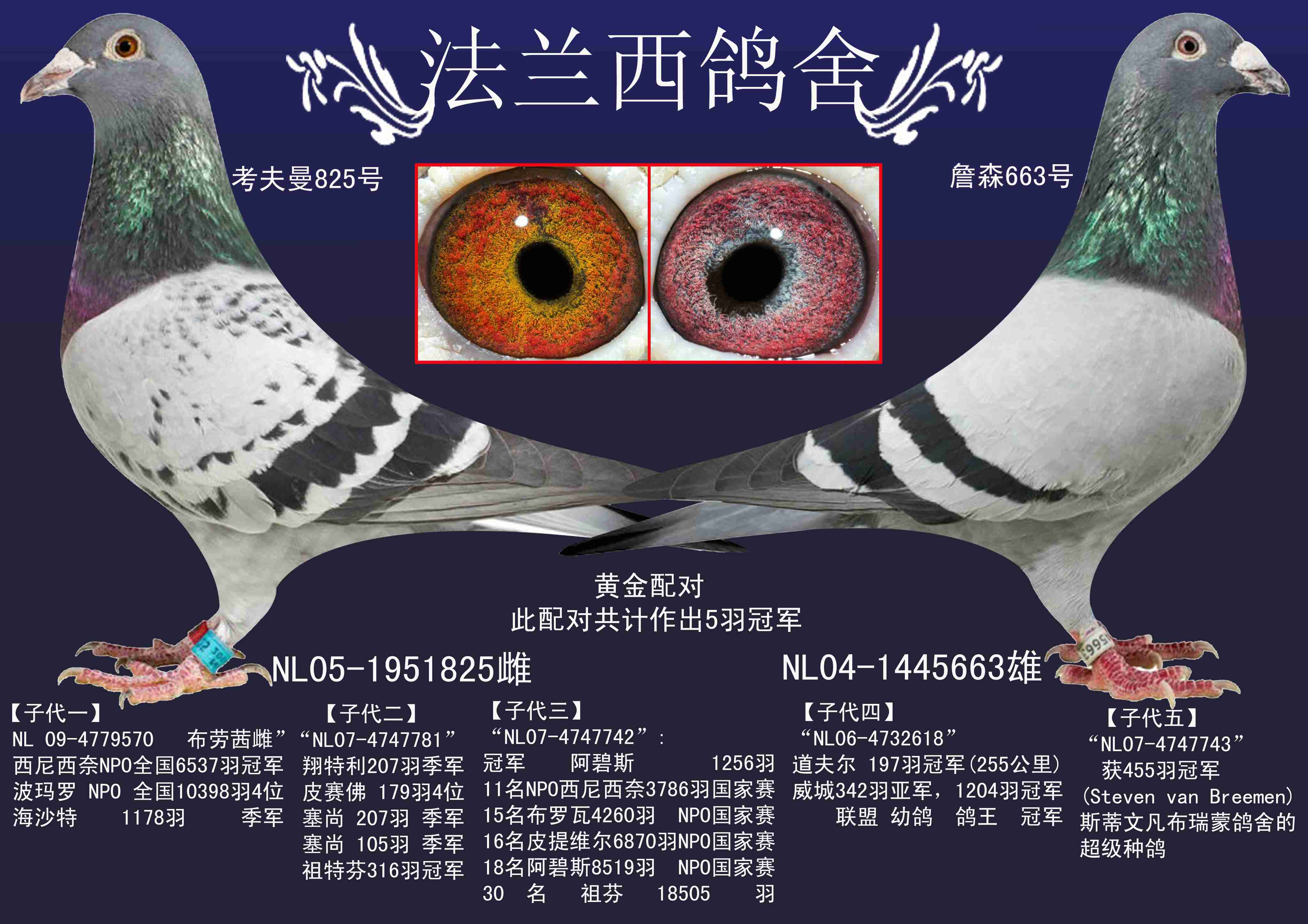 (五羽冠军直子)黄金配对