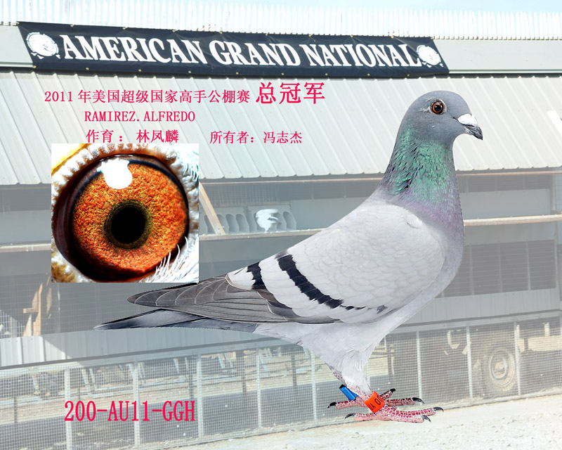 赛鸽网