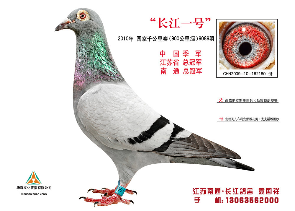 长江鸽业种鸽介绍图片