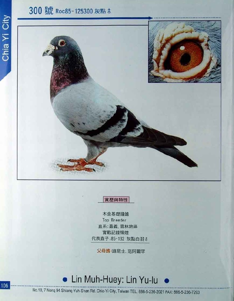 林木惠种鸽欣赏
