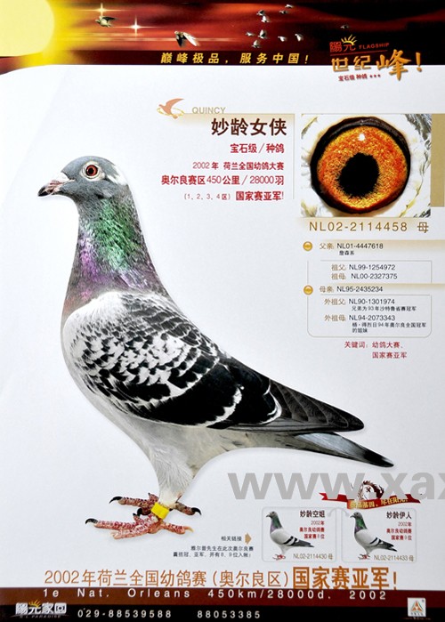 13k浏览量:3992图片说明:赛绩鸽 种鸽西安阳光家园 联系人:吴军电话