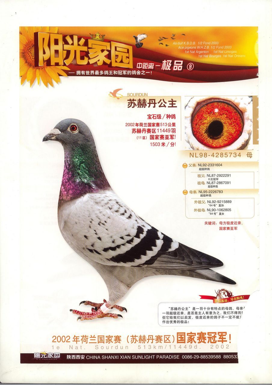 西安阳光家园 - 中信网铭鸽展厅 www.ag188.com