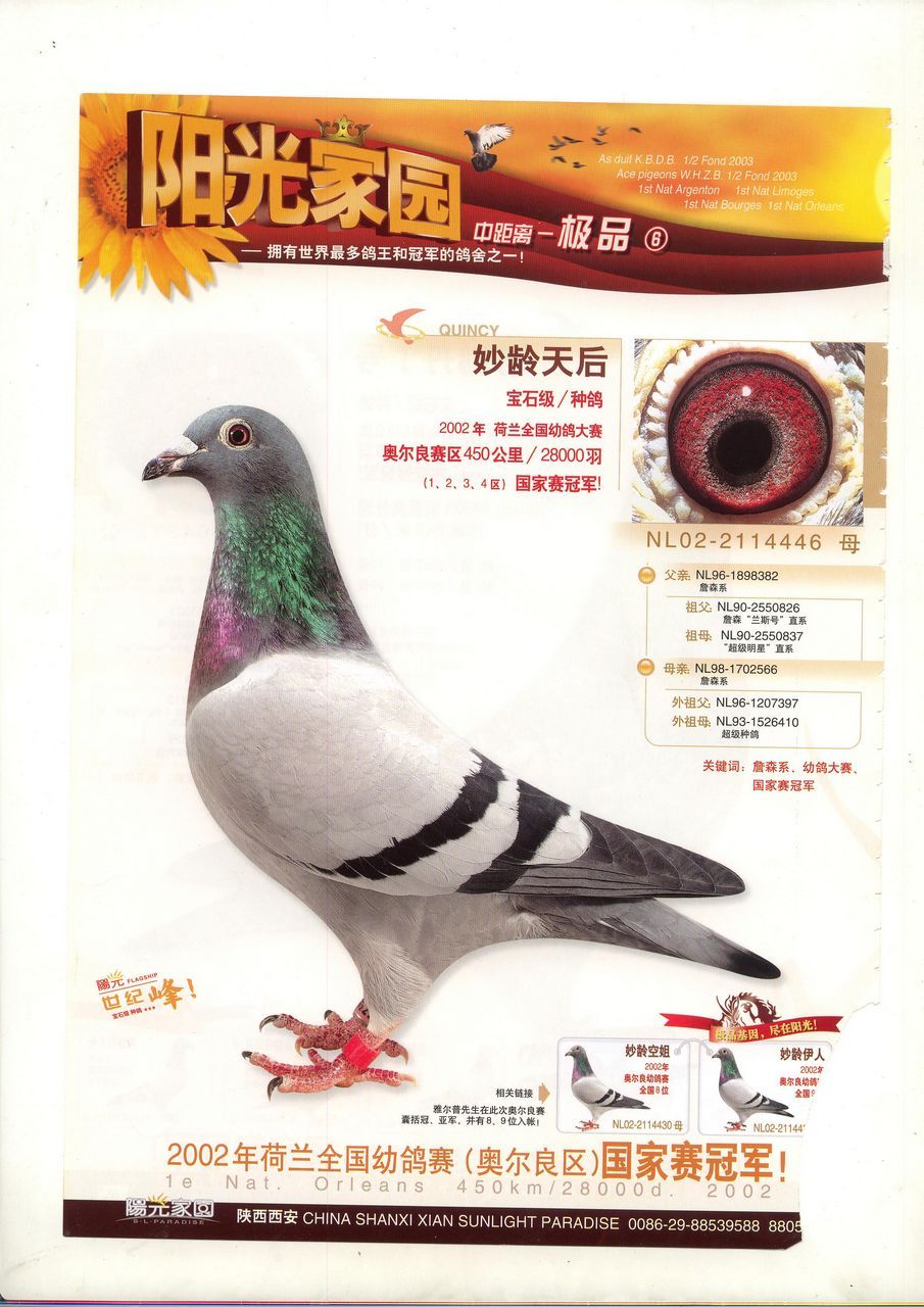 西安阳光家园 - 中信网铭鸽展厅